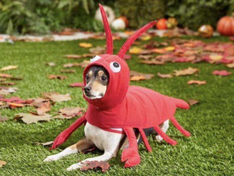 Frisco red lobster dog costume
