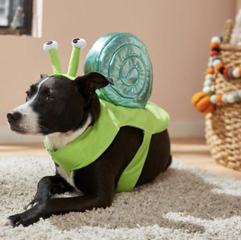Frisco snail dog costume