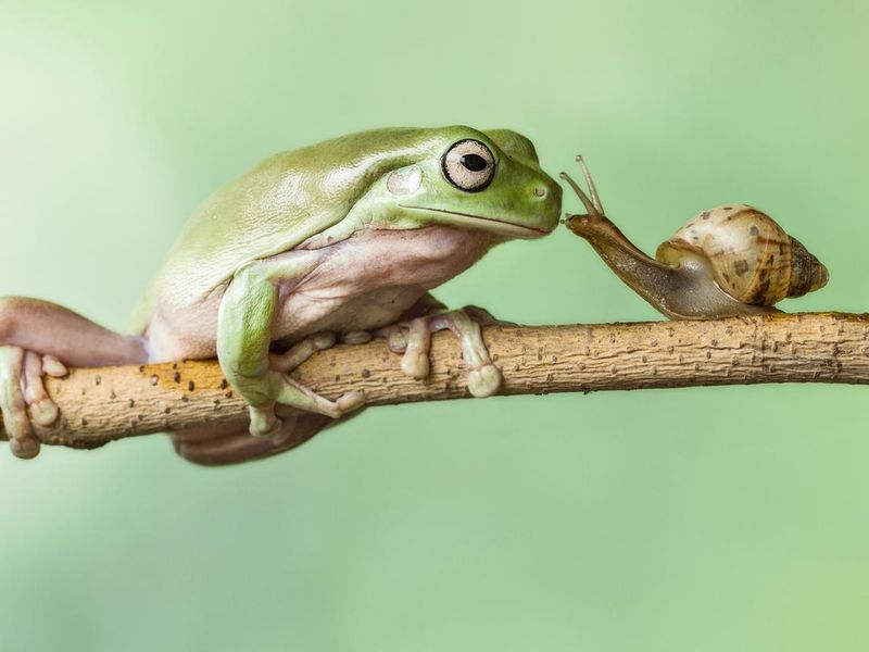 Frog and snail