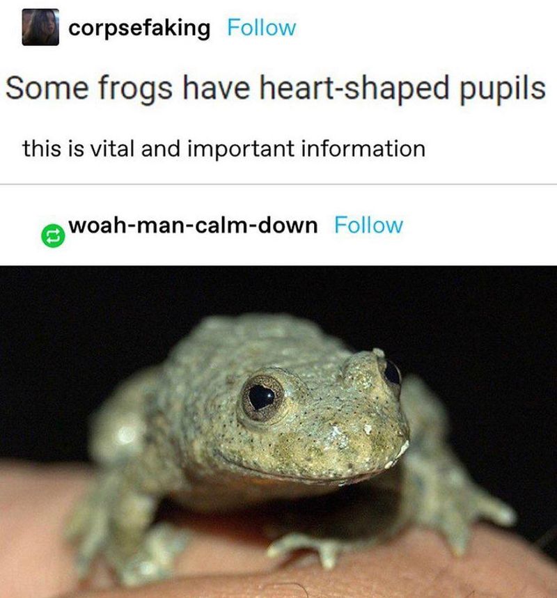 Frog with heart-shaped pupils