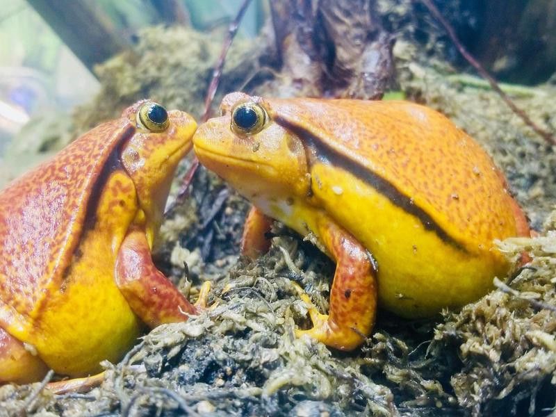 Frogs at Steinhart Aquarium