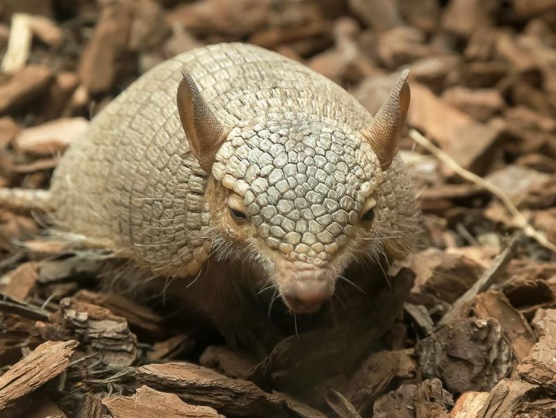 front on shot of a screaming hairy armadillo