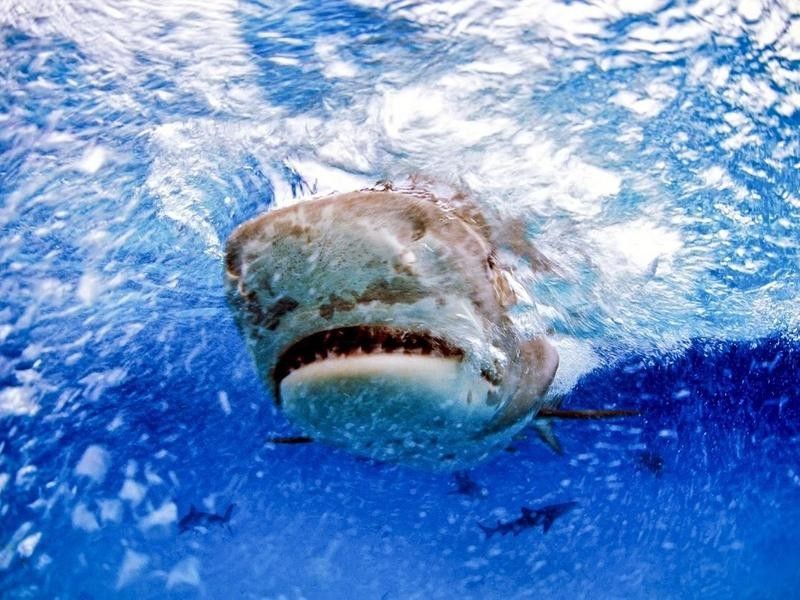 Front view of a tiger shark