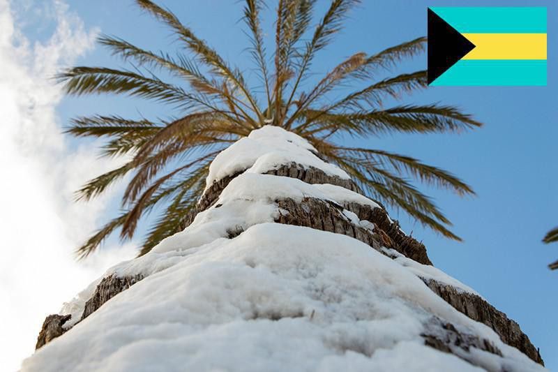 Frozen palm tree