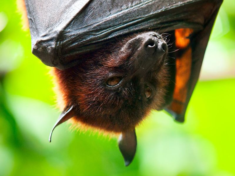 Fruit bat hanging upside down