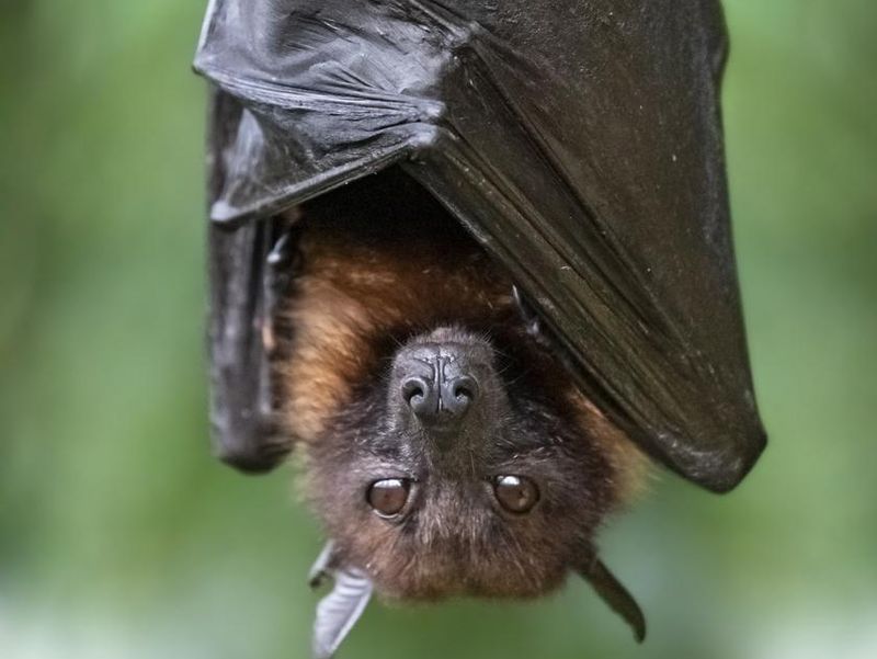 Fruit Bat or Magabat hanging on tree