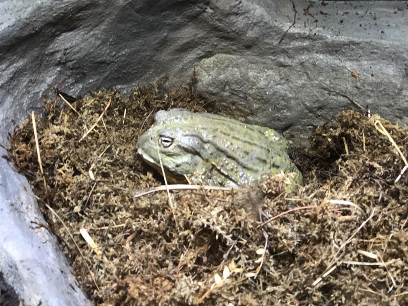 Fun facts about animals: The African bullfrog lives in a cocoon