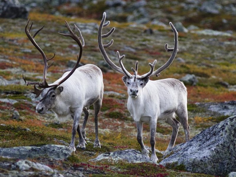 Fun facts about reindeers