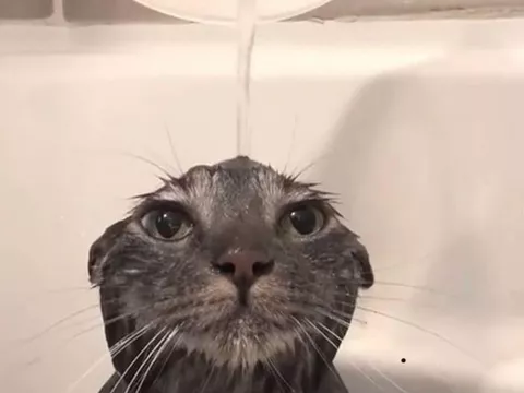 funny cats falling in water