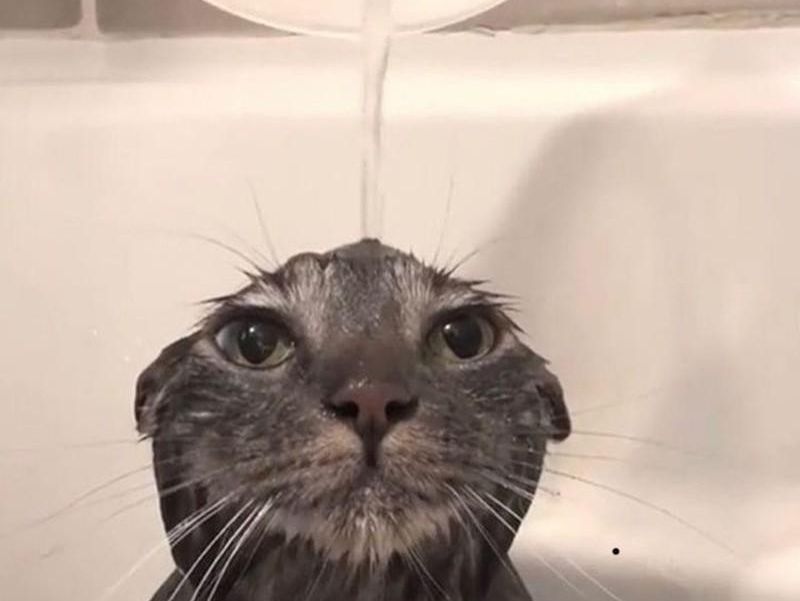 The Funniest Cats on the Internet Will Make You Laugh