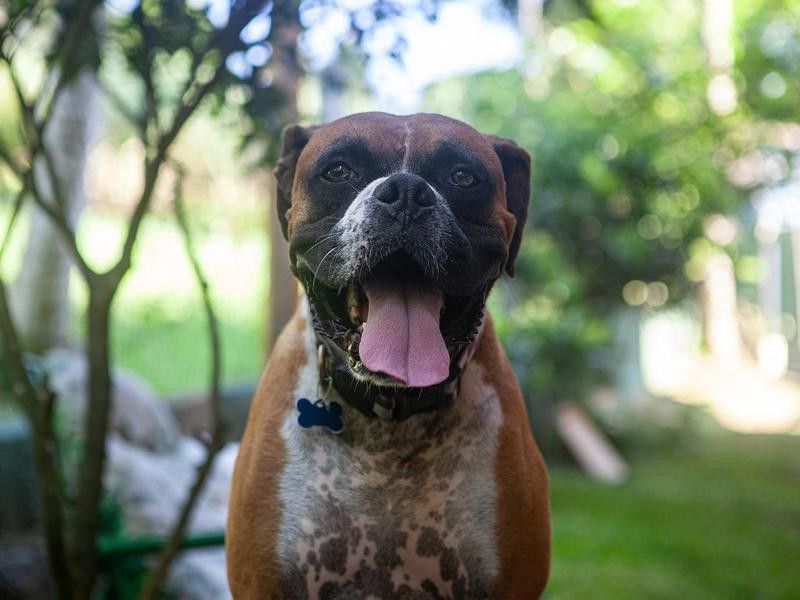 Funniest Dog Breeds: Boxer