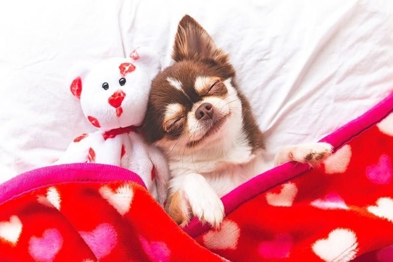 bagage At tilpasse sig der 100 Funny Animal Memes About Love and Relationships | Always Pets