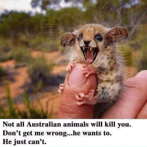 Funny Australian animal meme