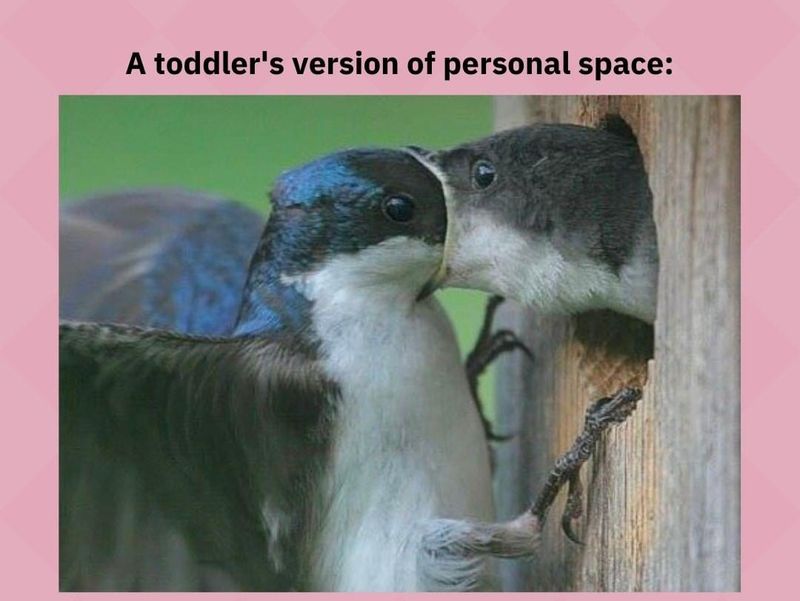 Funny Baby Memes: a toddler's version of personal space