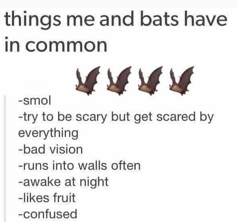 Funny bat meme