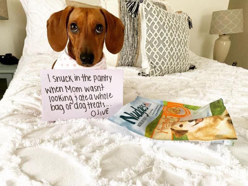 Funny beagle ate all the dog treats