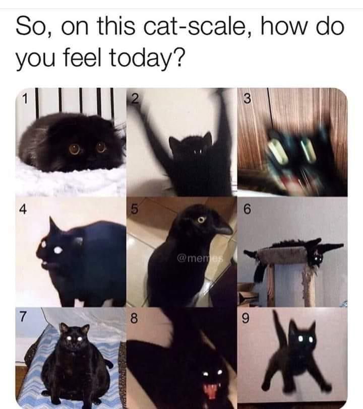 Funny black cat meme