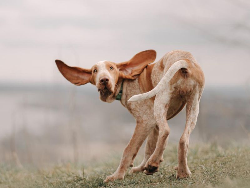 Funny Bracco Italiano puppy with big ears, rear view
