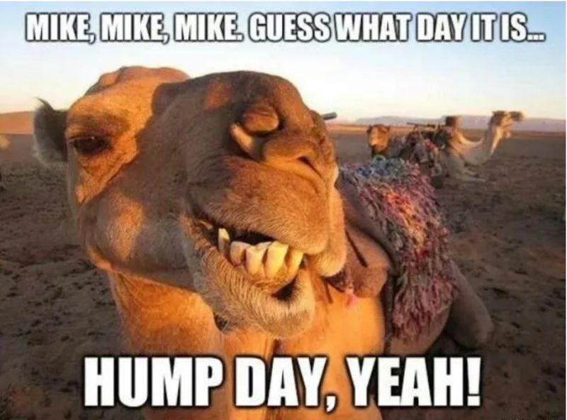 Funny camel Wednesday meme