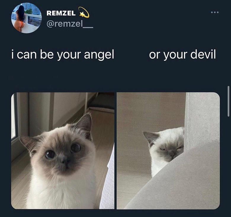 Funny cat angel or devil meme