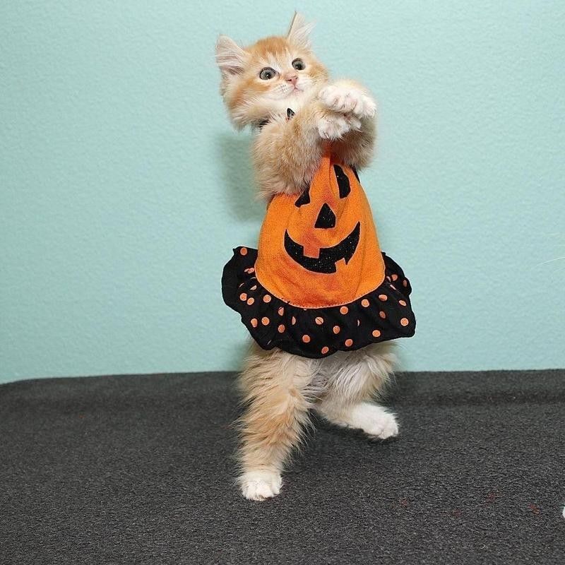 Funny cat costume