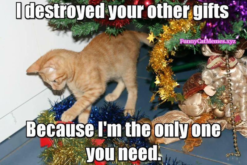 Funny cat destroying Christmas gifts meme