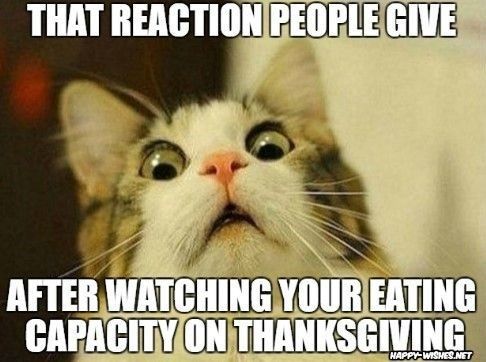 Funny cat look Thanksgiving meme