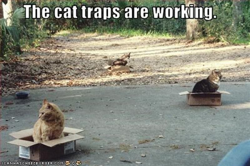 Funny cat trap meme