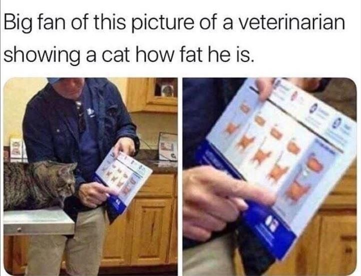 Funny cat weight chart