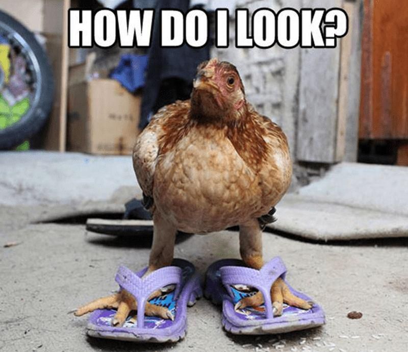 Funny chicken wearing sandals