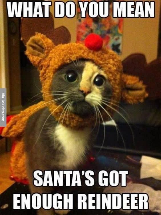 Funny Christmas cat meme