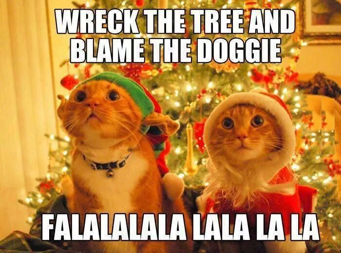 Funny Christmas cats meme