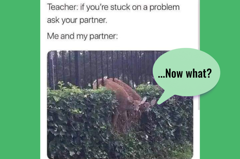 Funny deer meme