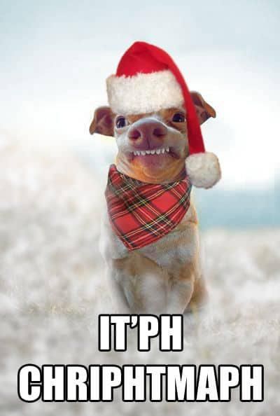 Funny dog Christmas meme