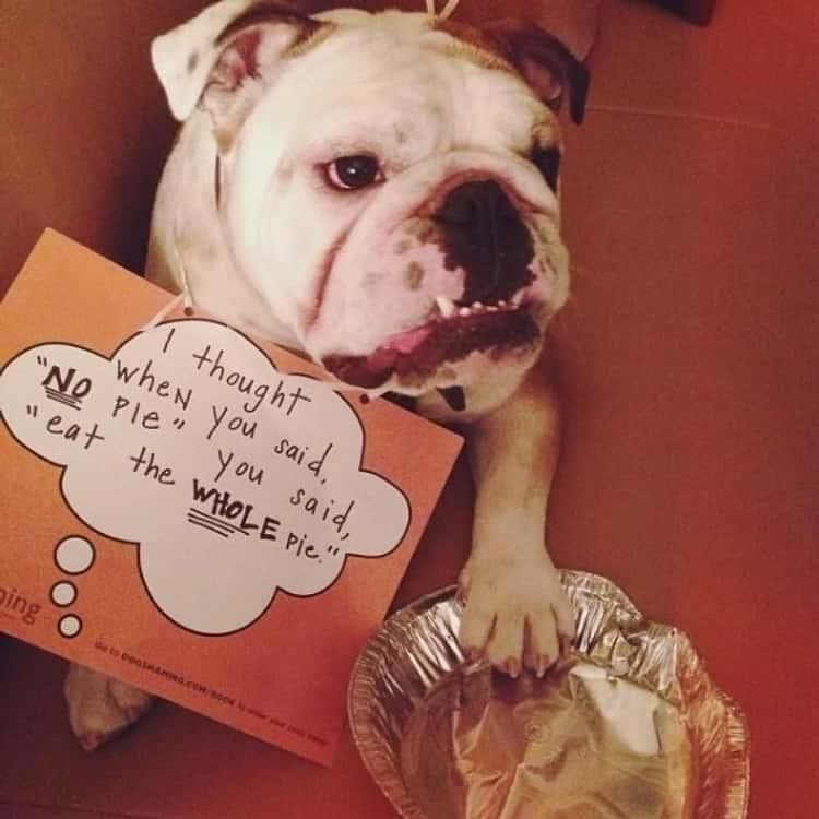 Funny dog in trouble for eating pie