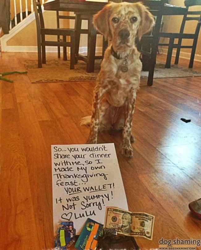 Funny dog in trouble for eating wallet