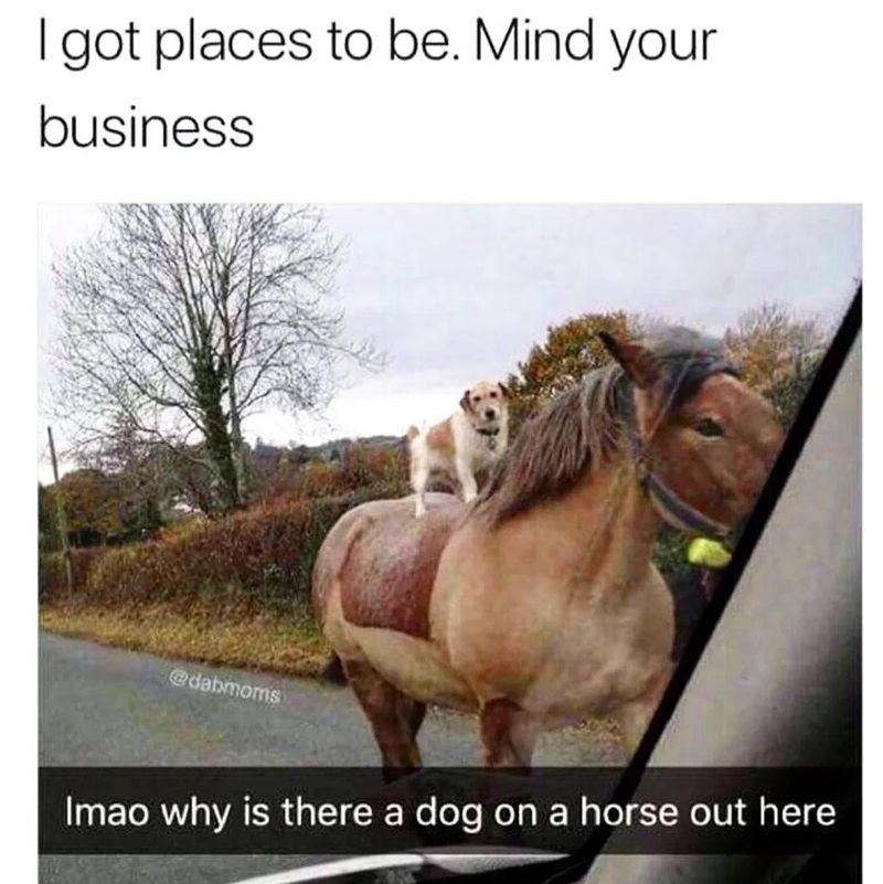 Funny dog on a horse meme