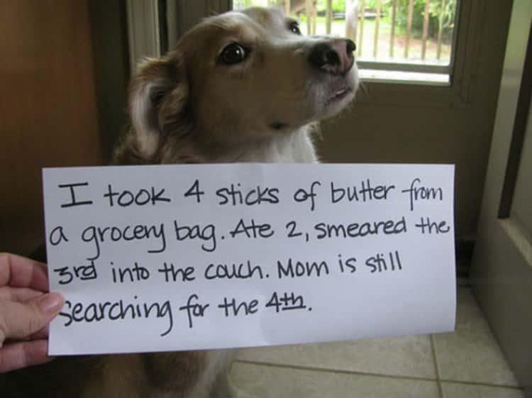 Funny dog shaming