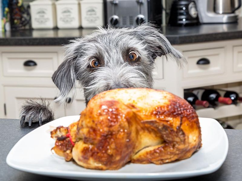 Funny dog trying to steal turkey