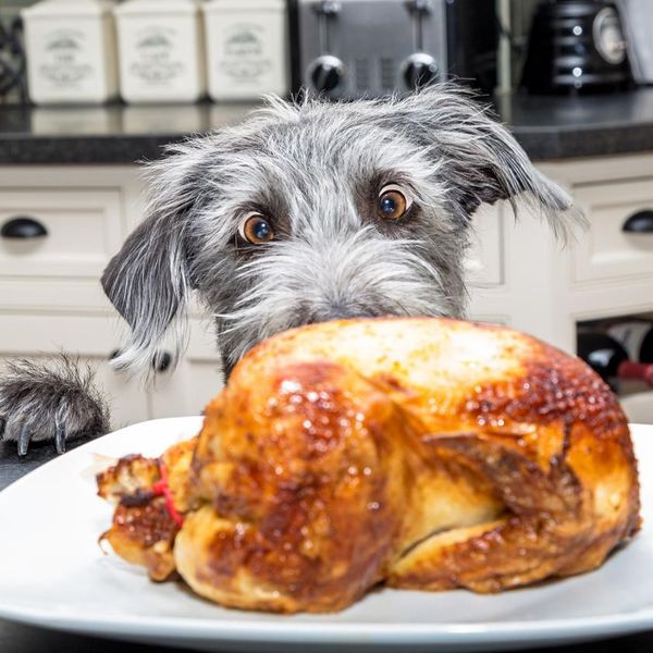 35 Funny Dogs That Almost Ruined Thanksgiving