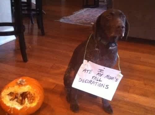 Funny dog who ate a pumpkin