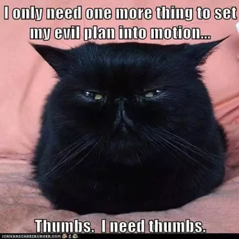 black cat funny memes
