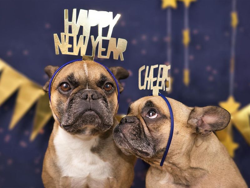 Funny Dog New Year's Resolutions by Breed | Always Pets