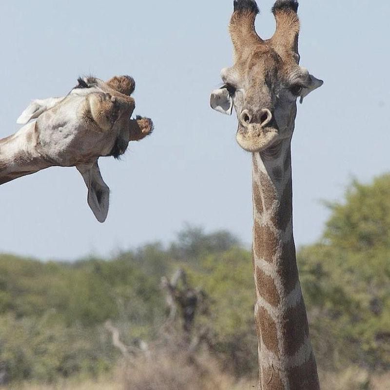Funny giraffe photobomb