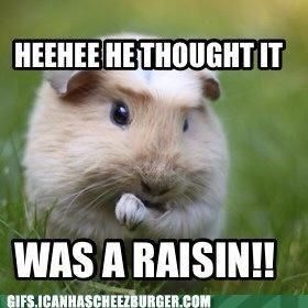 Funny guinea pig meme