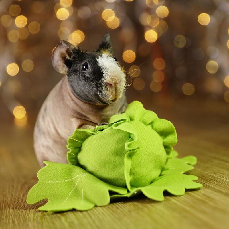 Albino hairless clearance guinea pig