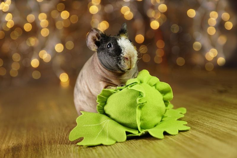 Funny hairless guinea pig