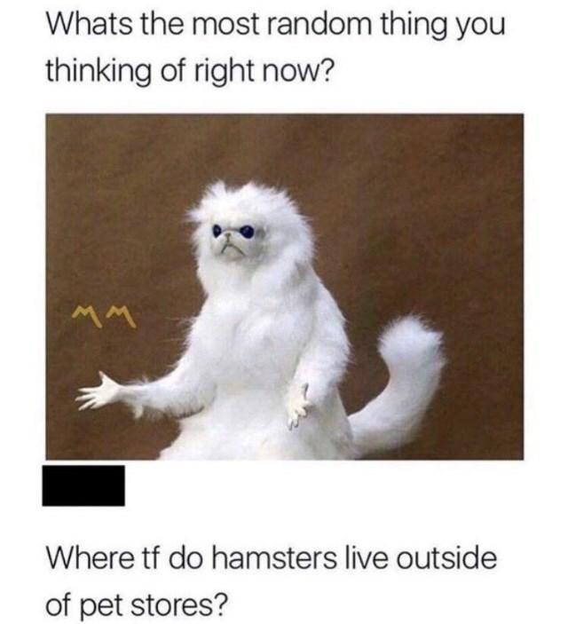 Funny hamster meme