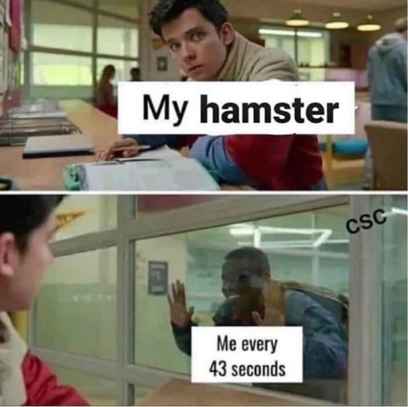 Funny hamster meme