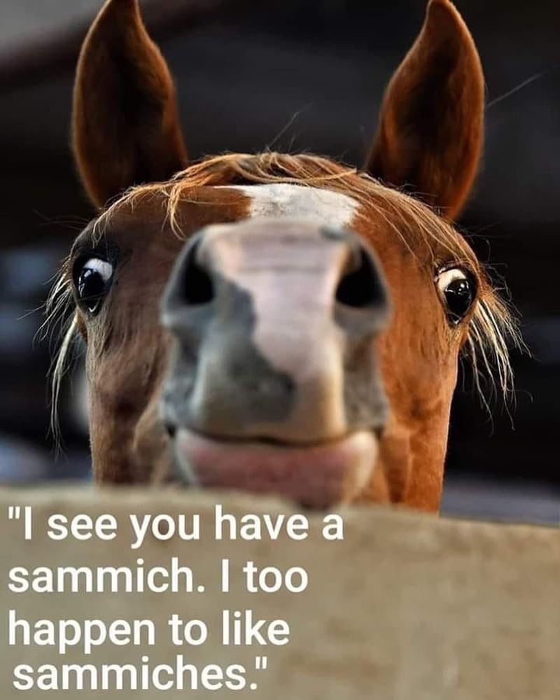 Funny horse asking for a sandwich